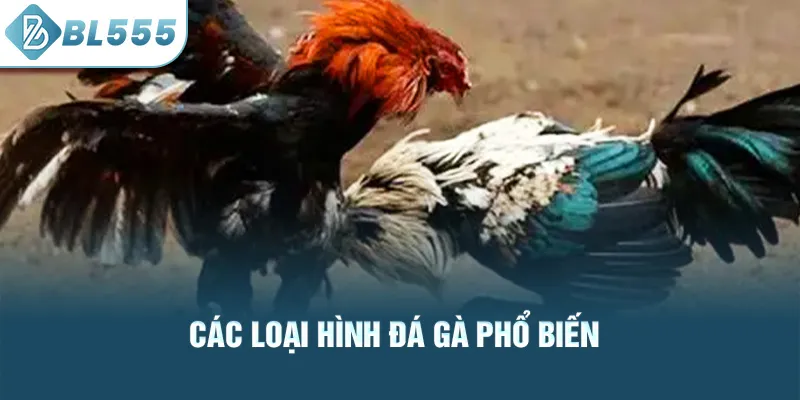 Các loại hình đá gà phổ biến