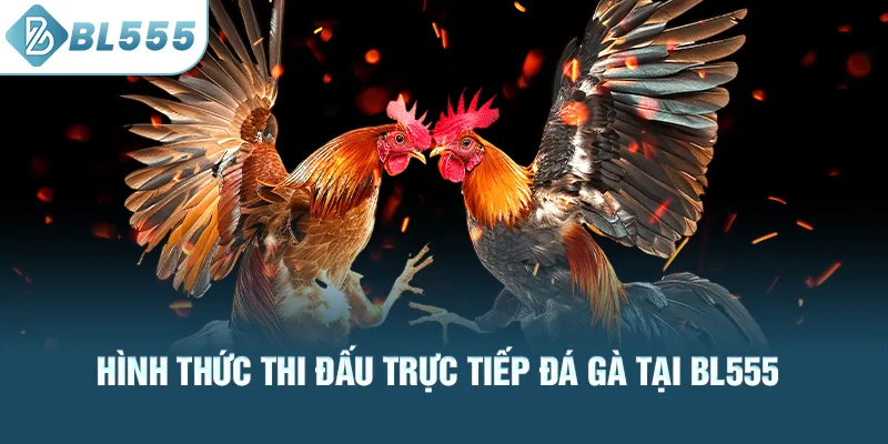 hinh-thuc-thi-dau-truc-tiep-da-ga-tai-bl555_28