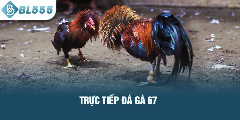 truc-tiep-da-ga-67_56
