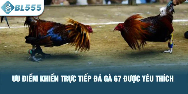 uu-diem-khien-truc-tiep-da-ga-67-duoc-yeu-thich_58